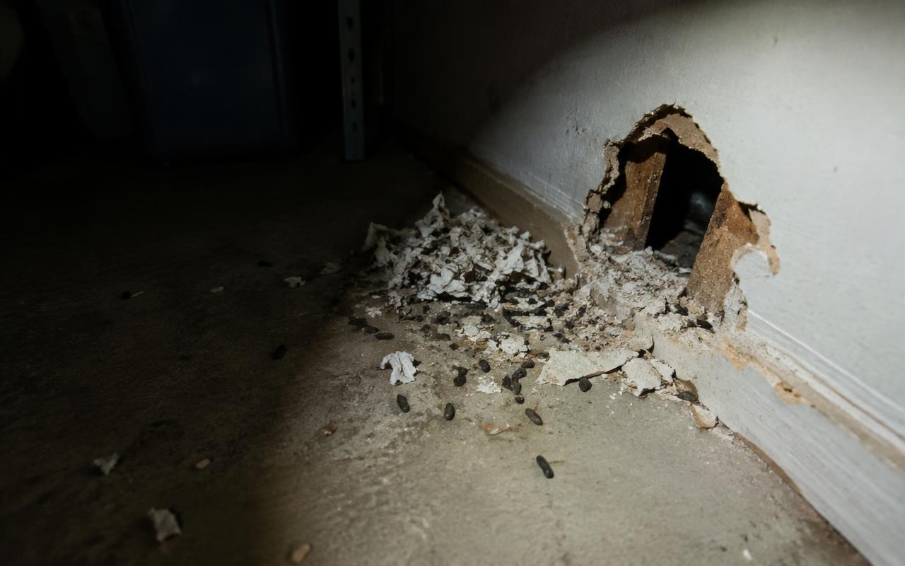 Signs of Rodents in Your Home