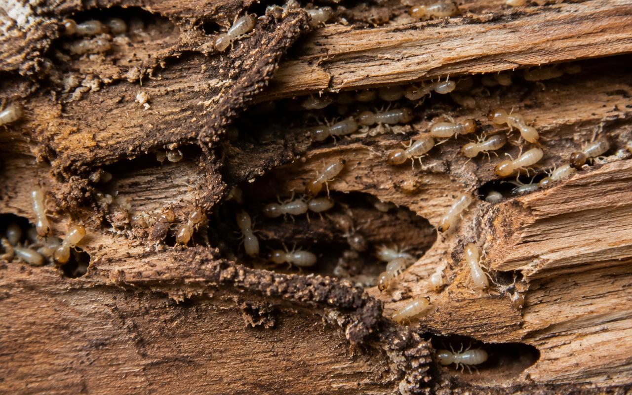 What You Should Know About Termites: How to Identify & Control Them