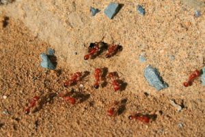 Red ants on sand