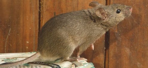 Close up of rat inside home