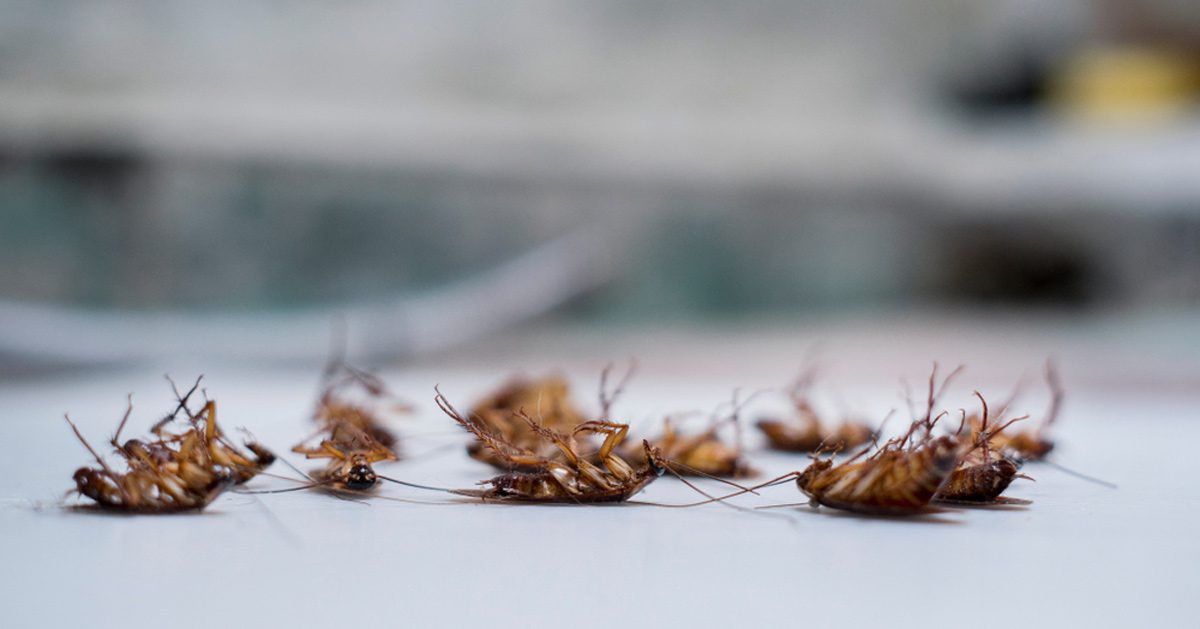Dead cockroaches lying on their backs