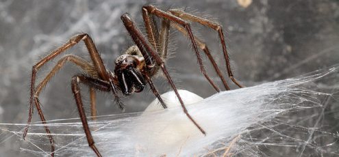 Spider sitting atop thick spiderweb