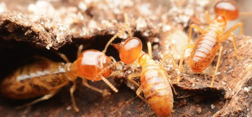 Closeup of termites