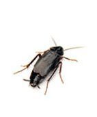 Cockroach