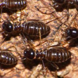Close up of termites