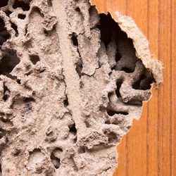 Image of termite damage in wood