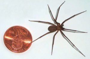 Brown recluse spider next to penny for size comparison