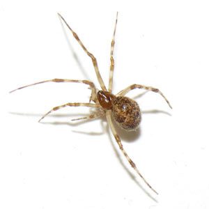 Common house spider in Lubbock, TX
