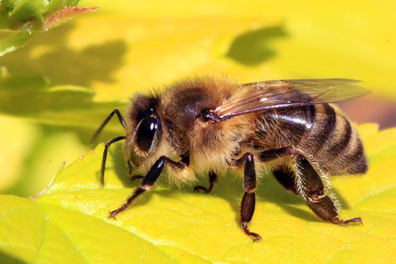 Closeup of honey bee sitting atop yellow leaf