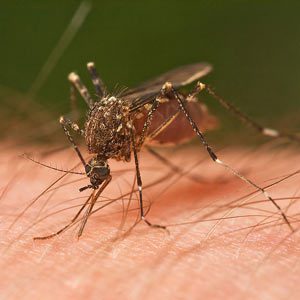 Closeup of mosquito on human skin