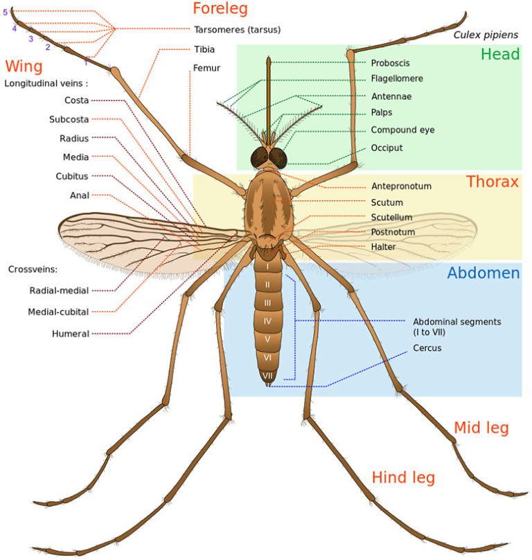 Diagram of mosquito's anatomy
