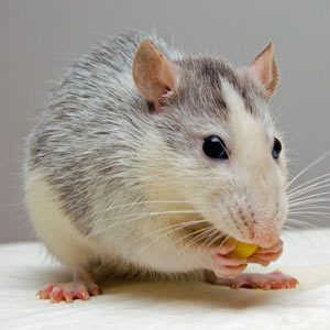 Mouse holding and eating food