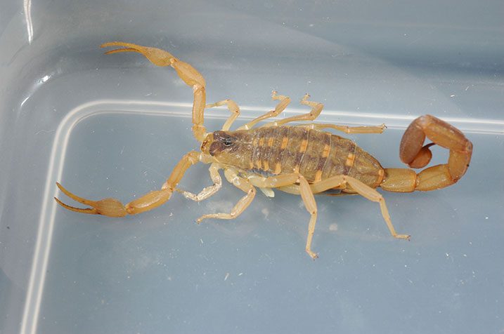 Scorpion in plastic container