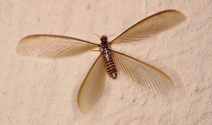 Close up of winged termite