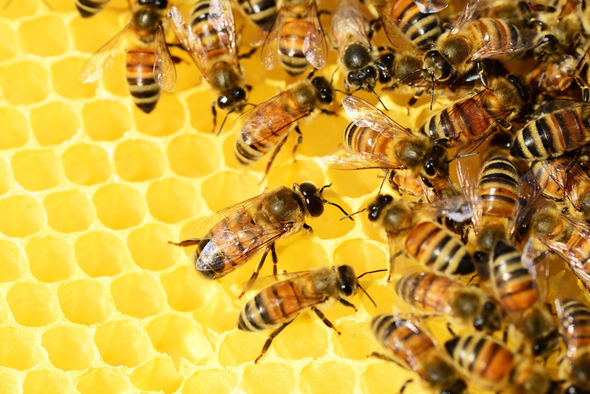 Bees together on honeycomb