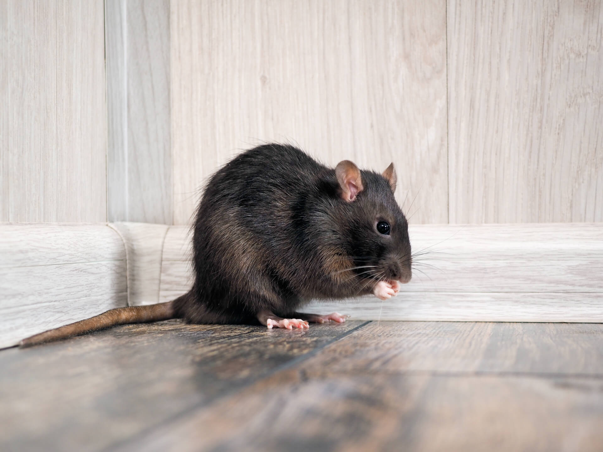 Signs of Rodents in Your Home