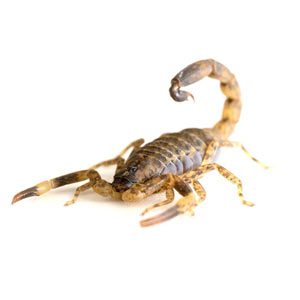 scorpion image<br />
