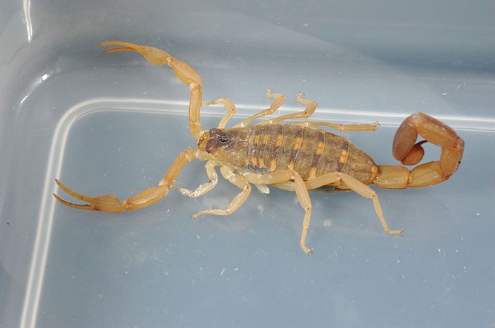 scorpion image<br />
