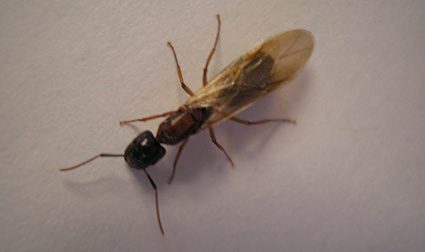 image of flying ant