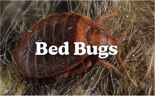 bed bugs