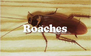 roaches