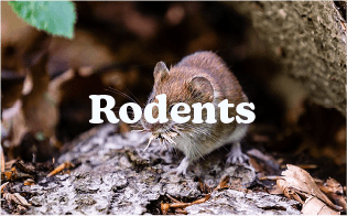 rodents