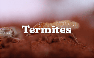 termites