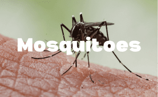 Mosquitoes 315x195 (1)
