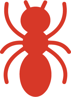 image of ant